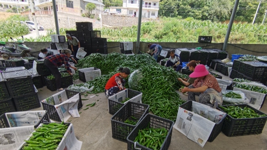 （供稿）贵州修文陆丰村：发展辣椒产业 带动群众持续增收_fororder_微信图片_20220808135114