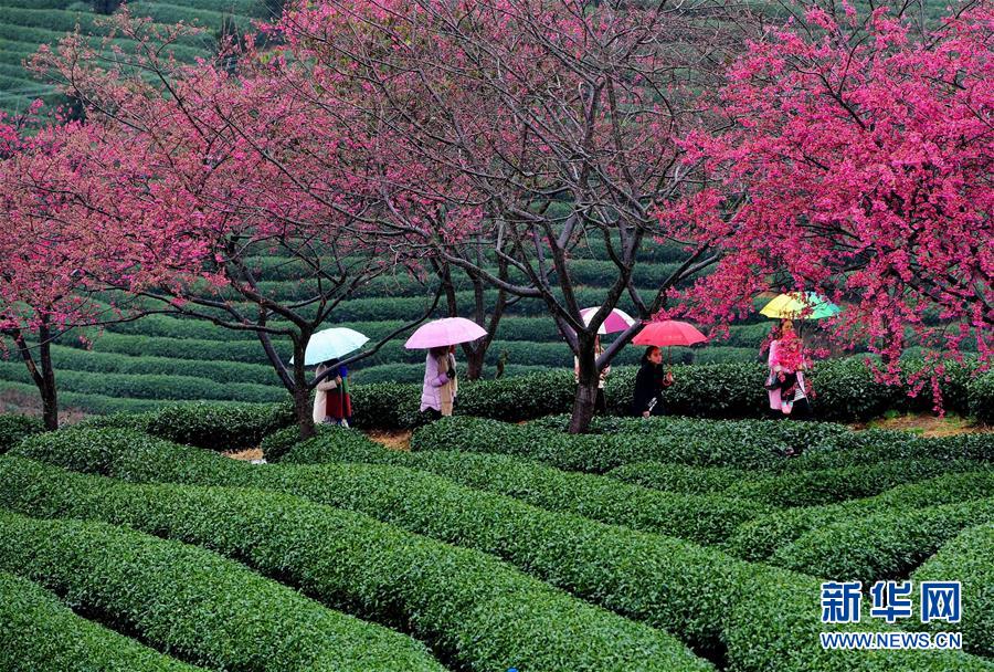 福建：茶園櫻花綠映紅