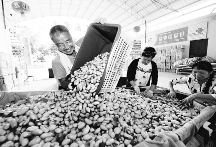 永济红枣成为当地现代农业发展支柱产业