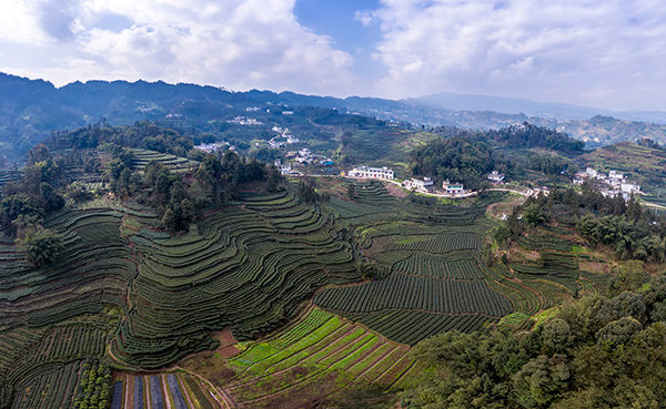 宜宾高县落润镇党建赋能添活力乡村振兴展翅飞