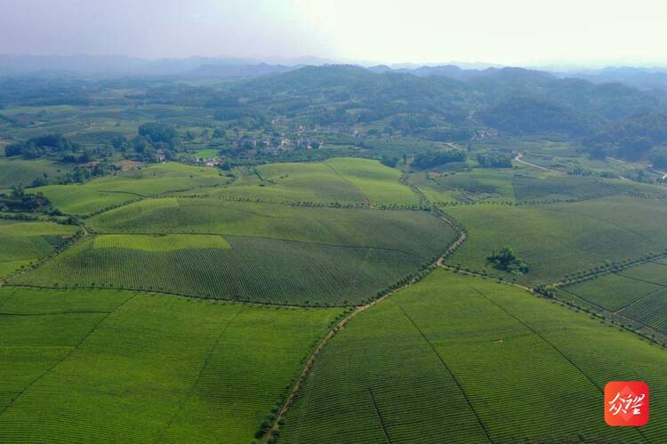 【在希望的田野上】湄潭茶海：一碧万顷，茶香四溢