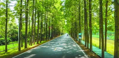 发展四季旅游 南京六合长江社区水杉林下好“风光”