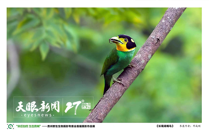 首届贵州野生生物摄影作品展在贵州省图书馆北馆开展 展至8月21日