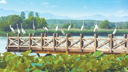 白鷺悠然排成隊列 棲息延慶區媯水河畔
