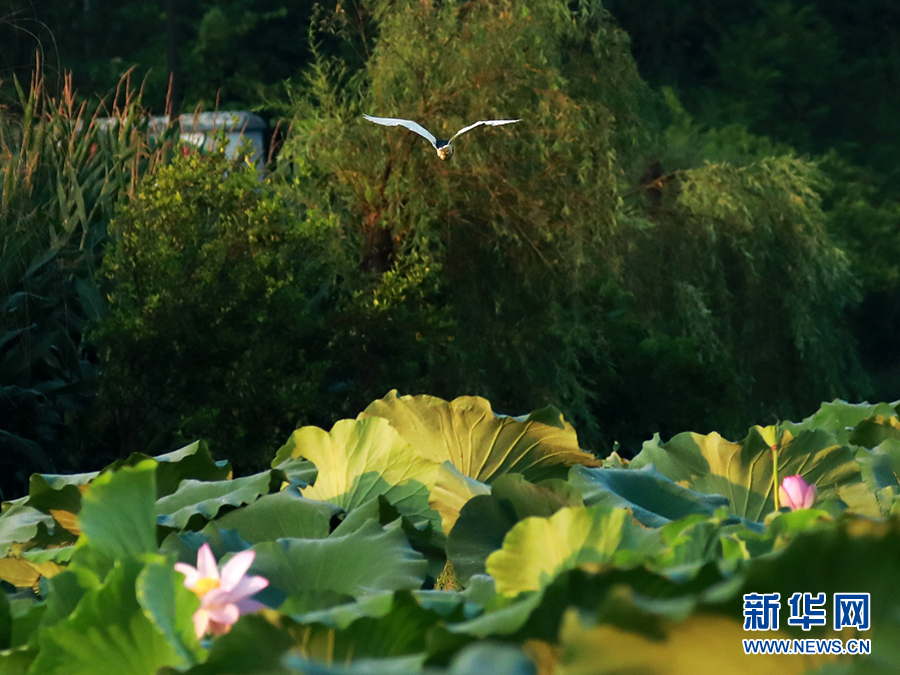 【城市远洋带图】重庆忠县：三峡橘乡白鹭翩飞 尽显生态之美