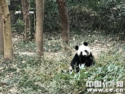 【媒体走基层专题 最新消息】走进成都大熊猫繁育研究基地 了解“可爱”背后的故事
