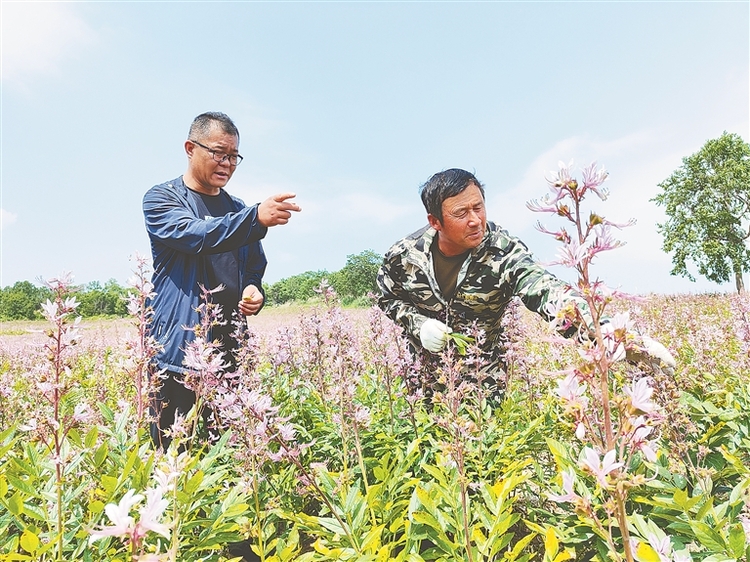 雞東縣：中藥産業富了農民強了經濟