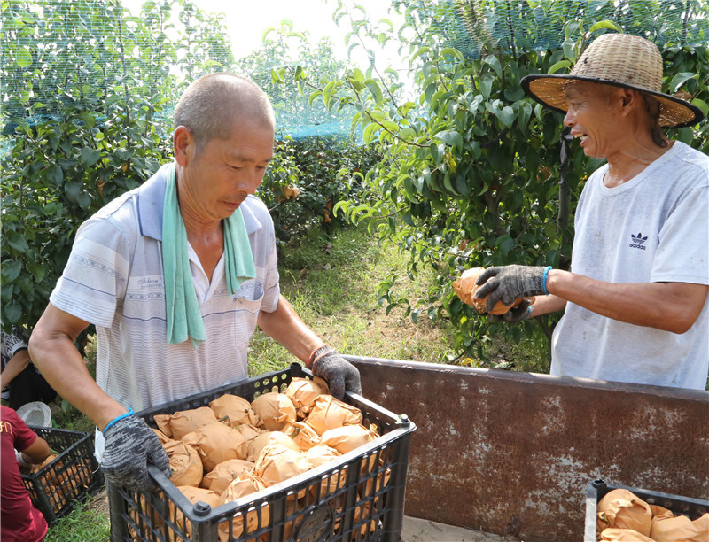 （有修改）【B】平頂山市寶豐縣：訂單梨果助農增收