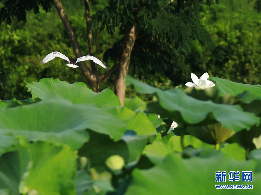 【城市远洋带图】重庆忠县：三峡橘乡白鹭翩飞 尽显生态之美