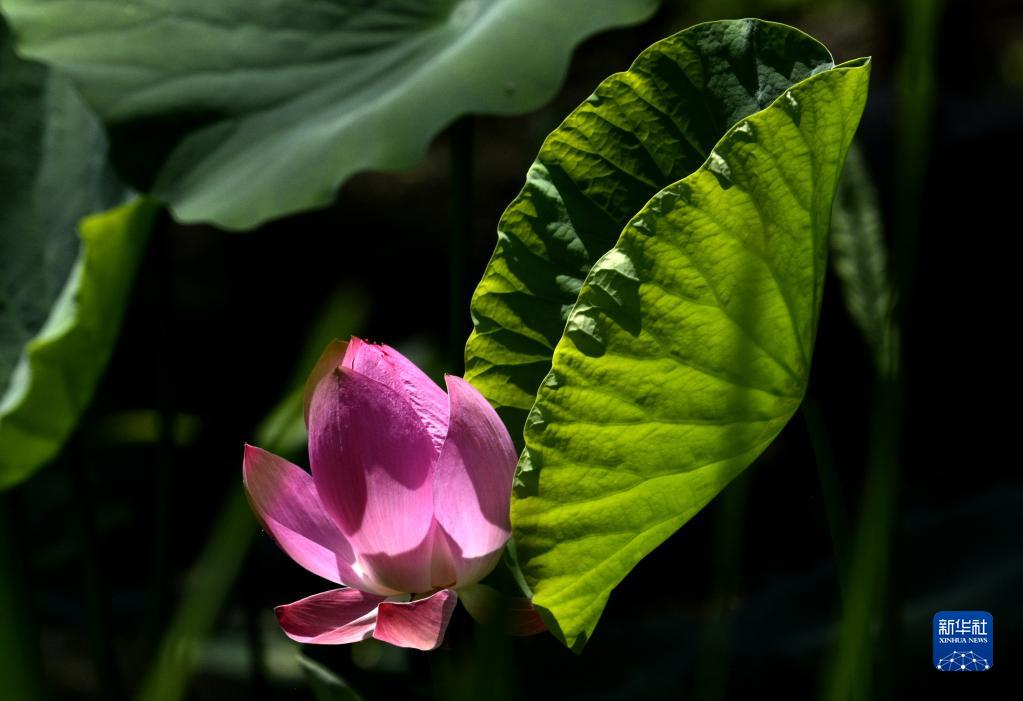 圓明園遺址公園荷花盛開