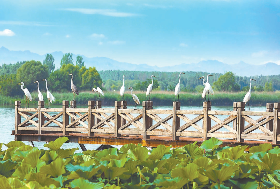 白鷺悠然排成隊列 棲息延慶區媯水河畔