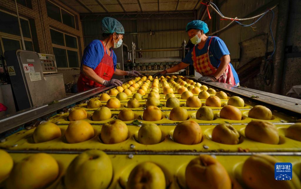 河北遵化：鮮桃加工助增收