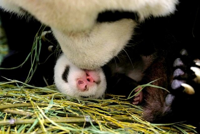大熊猫二宝妹开心玩乐萌样 太吸睛