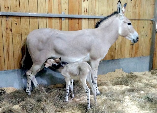 大熊猫二宝妹开心玩乐萌样 太吸睛
