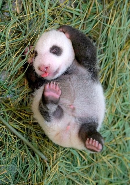 大熊猫二宝妹开心玩乐萌样 太吸睛