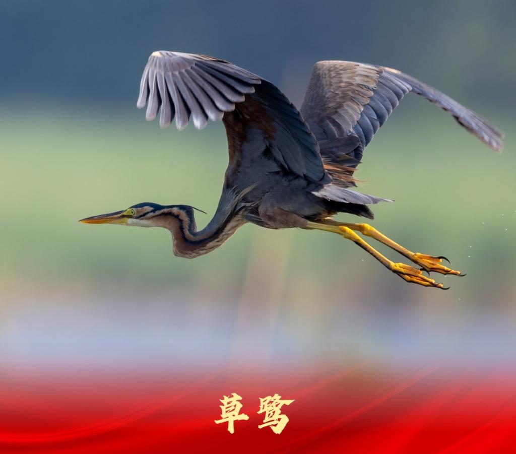 白洋淀：走進“鳥類天堂”