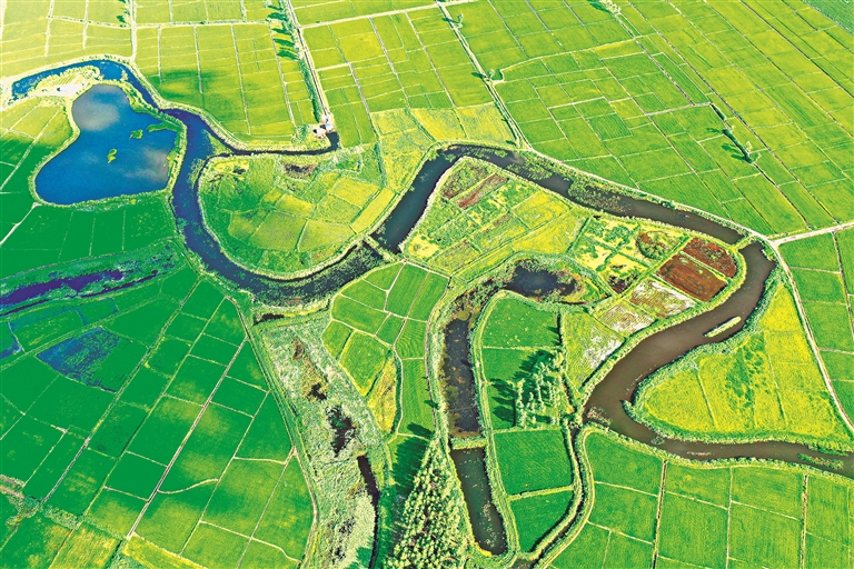 生态种养 鸭稻蟹稻共生