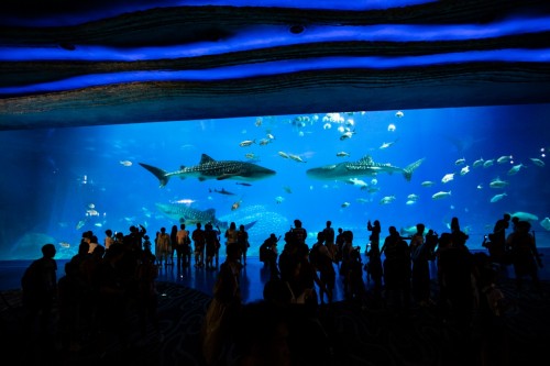 2019“世界鲸鲨日”，珠海长隆世界最大鲸鲨馆全开放