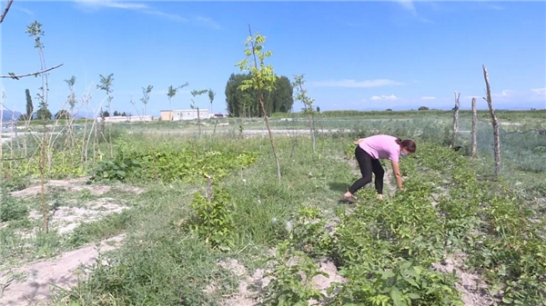 新疆巩留县：阿克塔木从贫困村到“百万”村的华丽转身