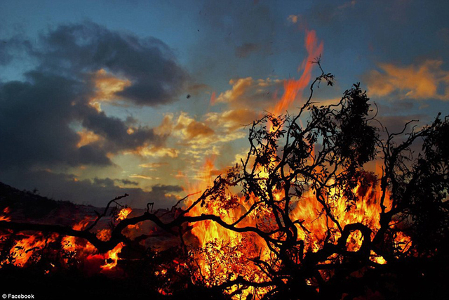树被火烧的画图片图片