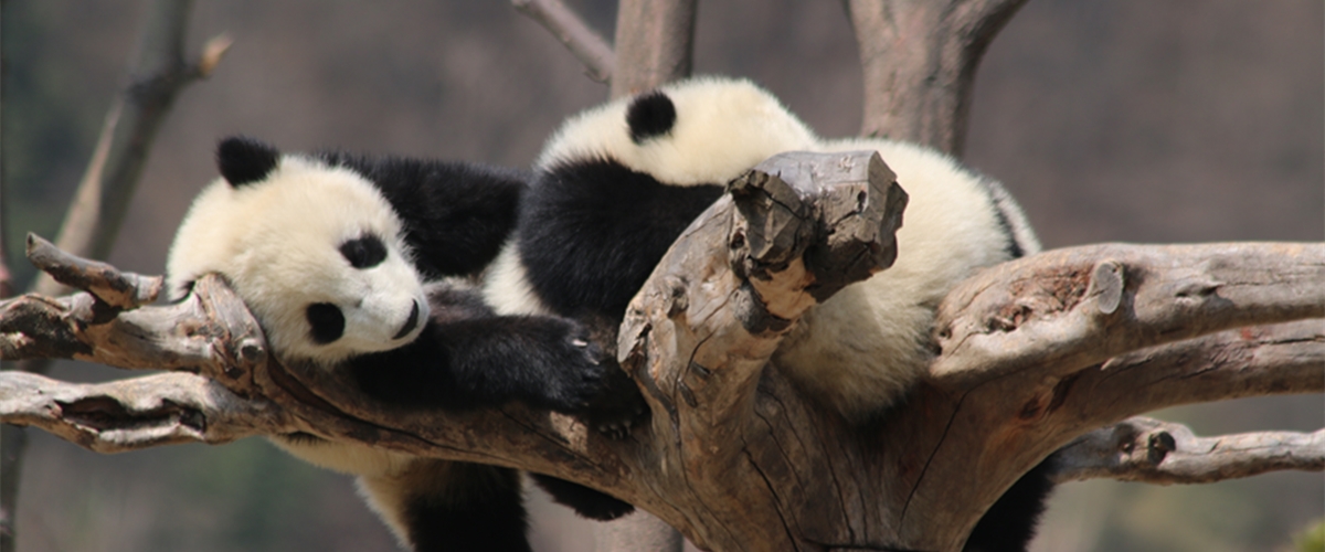 Giant Panda Habitat Tours of Sichuan, China ——Wolong National Nature Reserve_fororder_微信图片_20200803172606