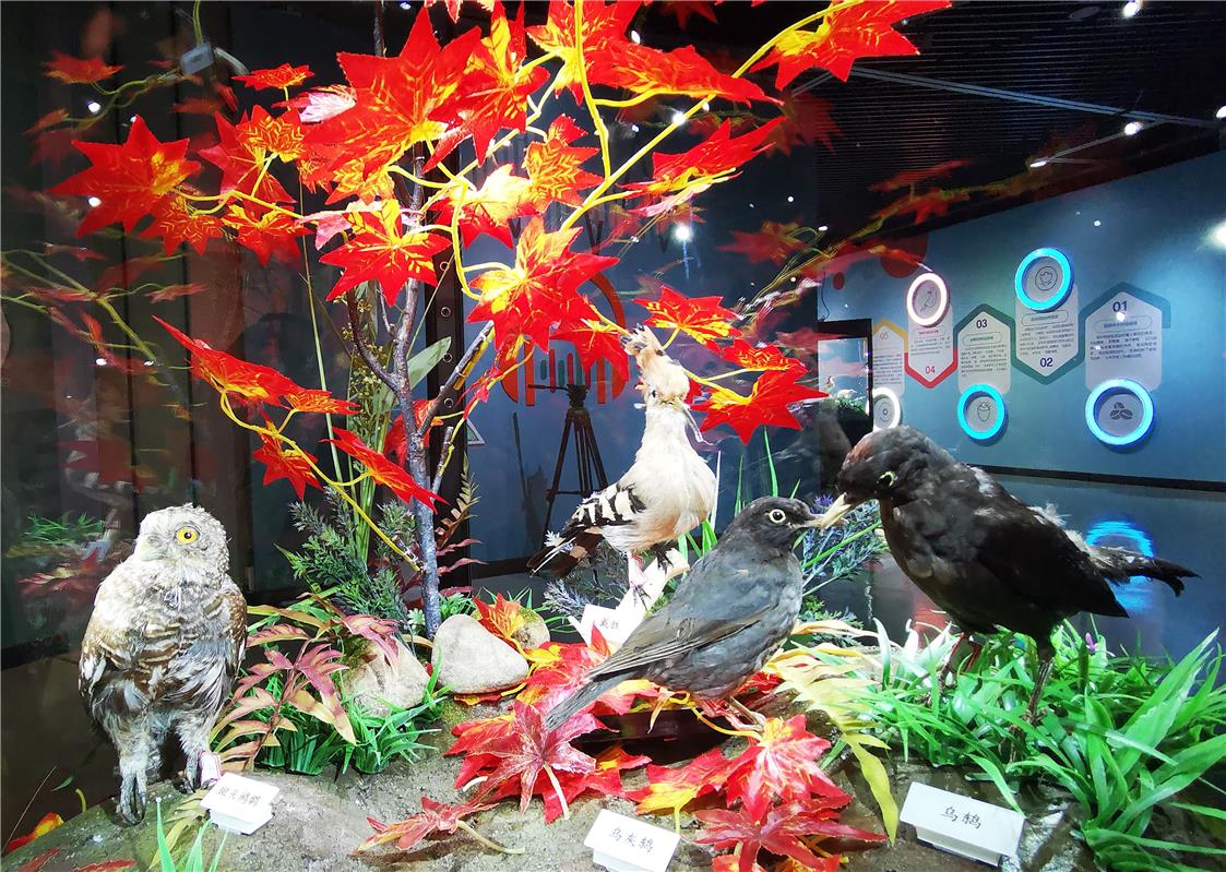 200余種珍奇鳥類標本亮相內蒙古自然博物館_fororder_13