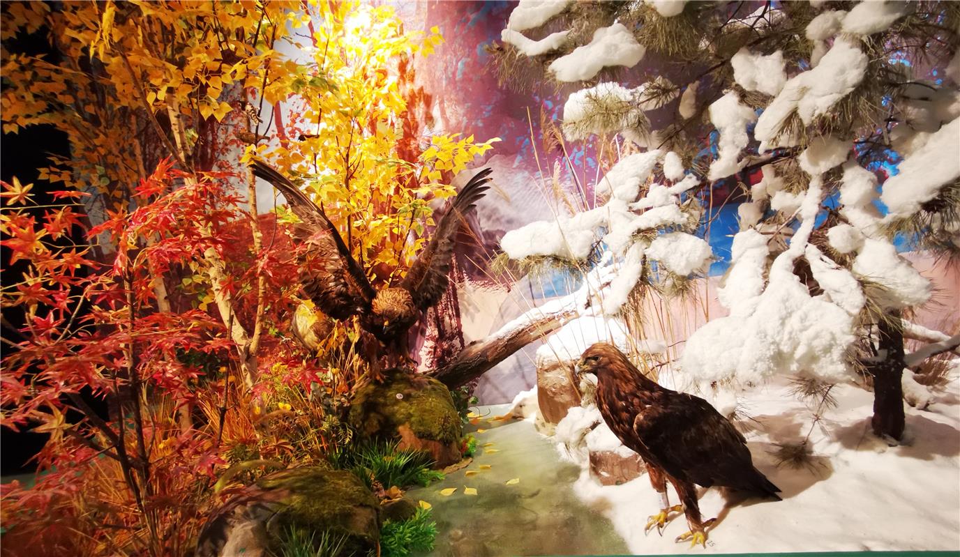 200余種珍奇鳥類標本亮相內蒙古自然博物館_fororder_18