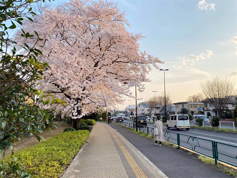 图片默认标题_fororder_加藤雄太郎  2020年3月  日本东京都武藏野市  斑驳的记忆2