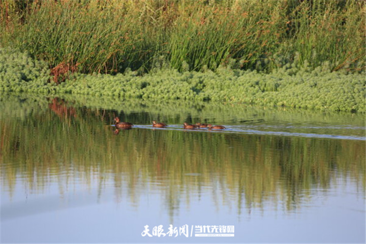 毕节草海：生态环境好 处处闻啼鸟