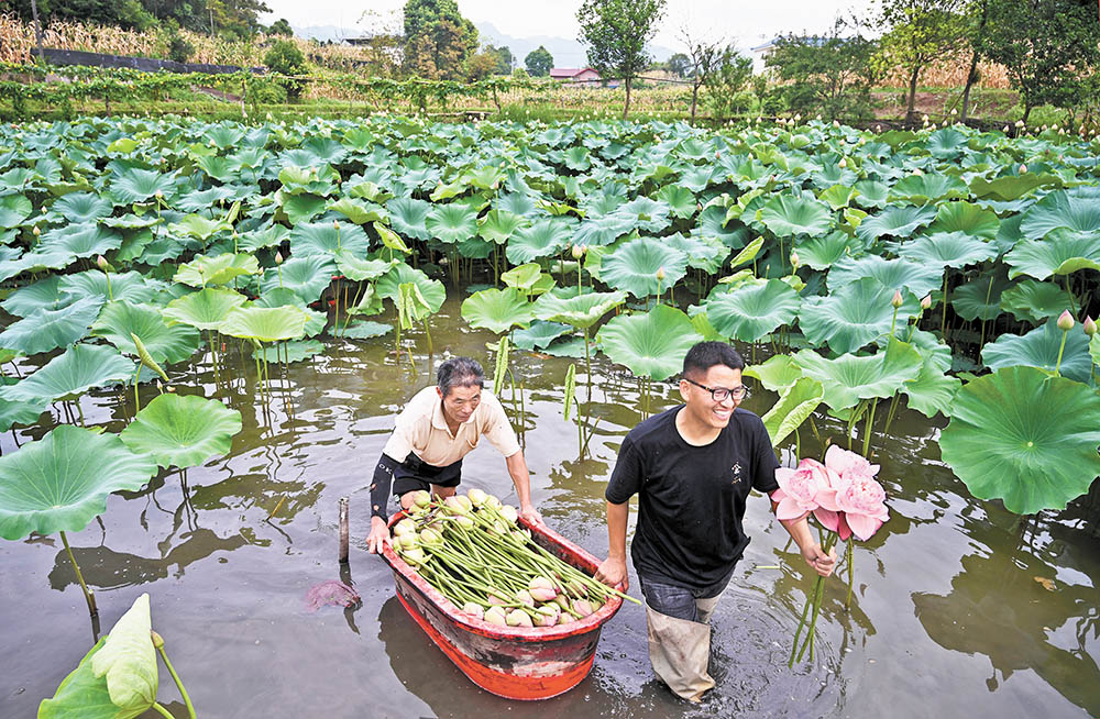 重庆北碚：发展鲜切花产业 增加村民收入