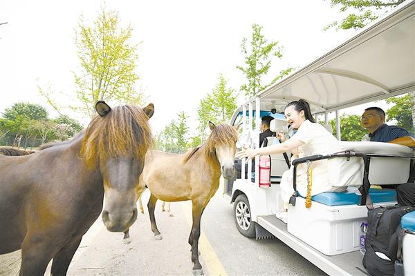 全球视野 尽善尽美 周口野生动物世界：人与动物和谐相处的完美典范