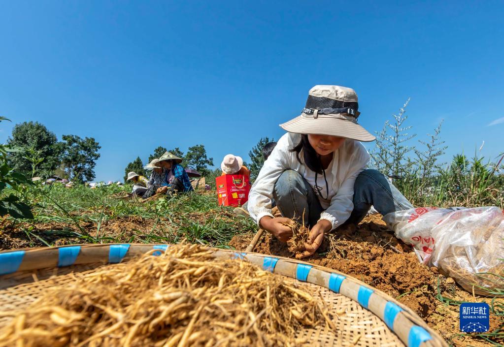 贵州黔西中药材种植助农增收