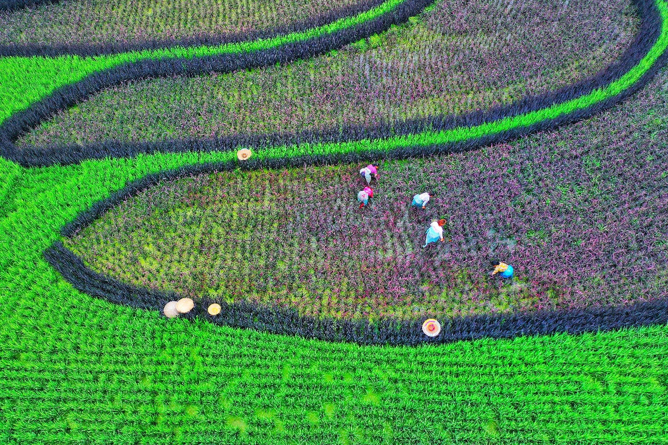 （转载）今秋来天府农博园 看全川最大规模稻田画