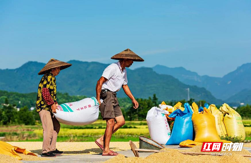 湖南东安：晒粮忙