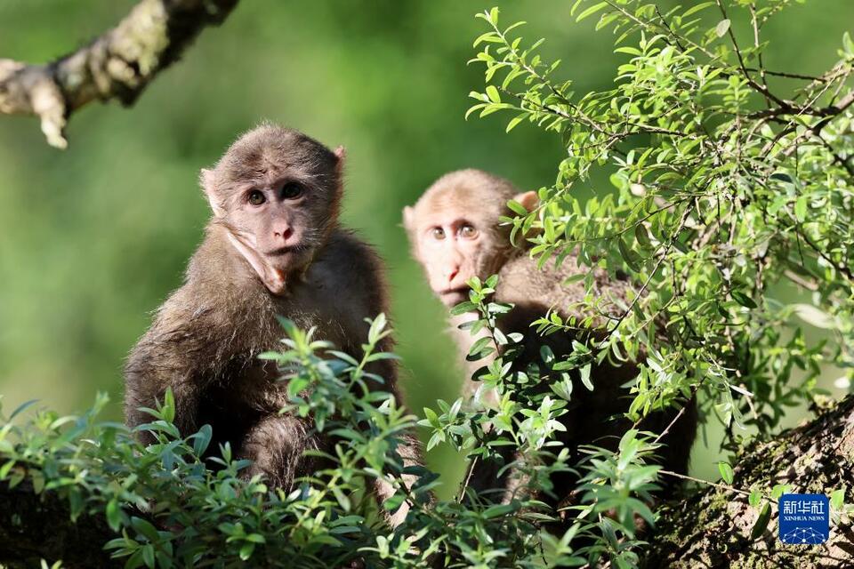 武夷山國家公園：藏酋猴的樂園