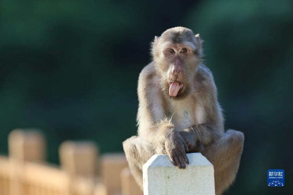 武夷山國家公園：藏酋猴的樂園