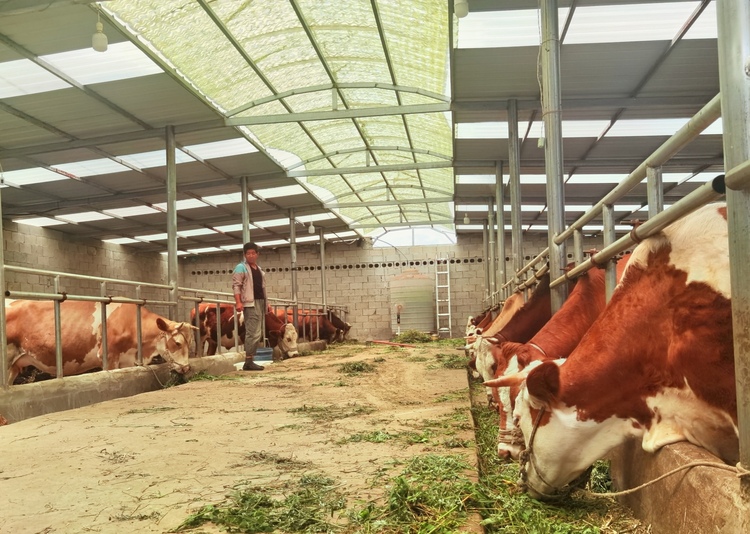 毕节威宁秀水：发展牛产业 日子越过越“牛”
