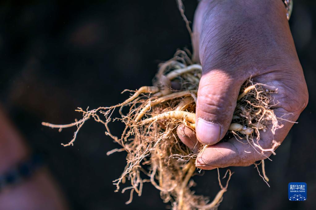 贵州黔西：中药材种植助农增收_fororder_3