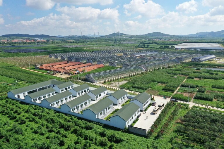 看临港新发展 “新农人”为乡村产业振兴插上“科技翅膀”