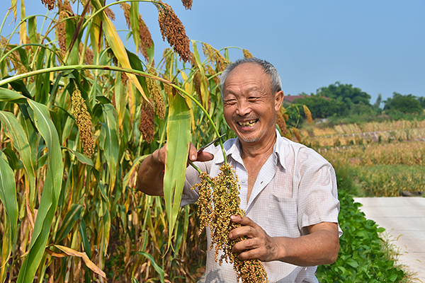 高粱红满坡 自贡市荣县5万亩高粱喜迎丰收_fororder_村民收割高粱
