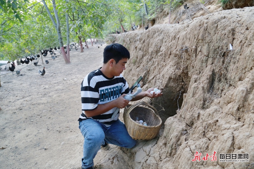 陇南成县“鸡司令”把农场“搬”到了线上_fororder_4