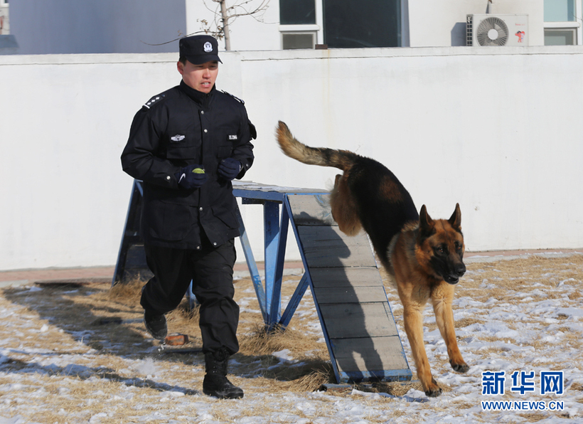 金君和警犬