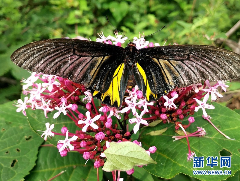 湖北漳河源自然保护区首次发现稀有蝴蝶品种——金裳凤蝶