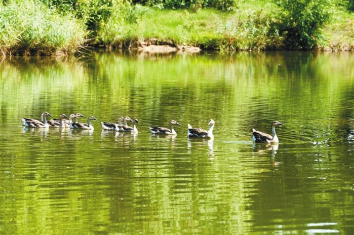 【中首 陜西 圖】浐灞國家濕地公園風光秀美。_fororder_QQ圖片20220729083948