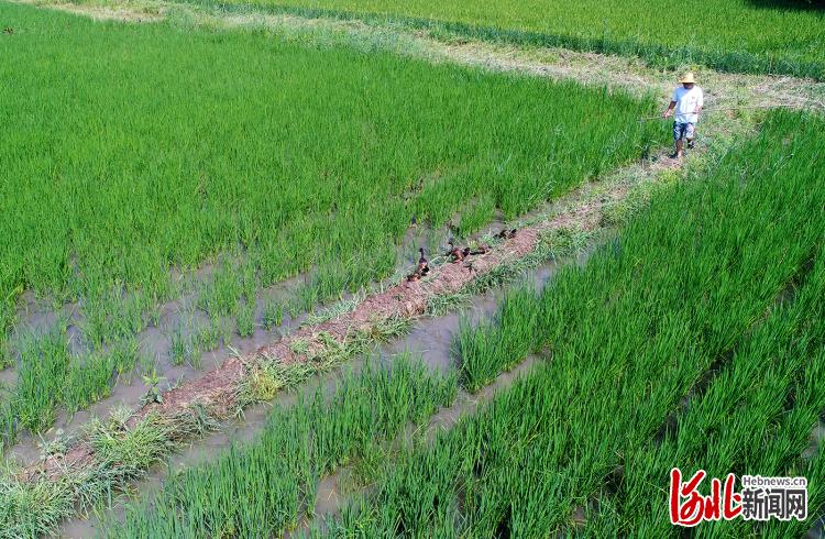 河北懷來:“稻鴨共生”新模式 生態種養效益高_fororder_懷來1