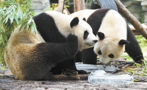 三伏天北京动物园开启防暑降温模式