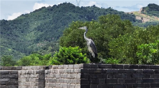 The Jiumenkou Great Wall in Huludao: A City on the Mountains with Water Flowing Beneath_fororder_图片2