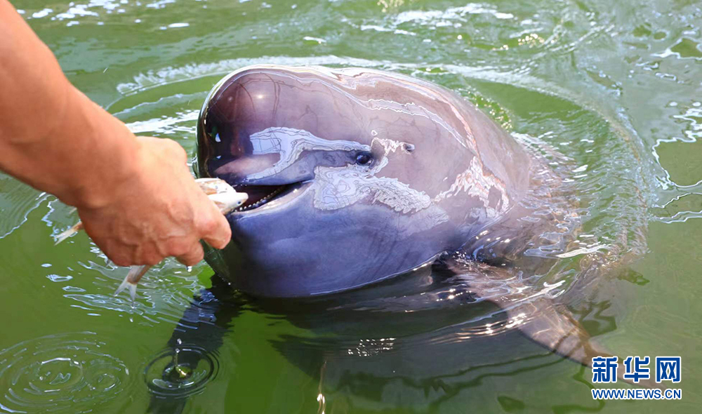 江豚逐浪麋鹿漫步 湖北荆州构建人与自然和谐生态