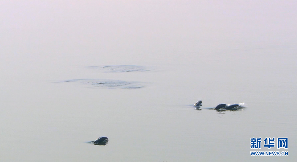 江豚逐浪麋鹿漫步 湖北荆州构建人与自然和谐生态