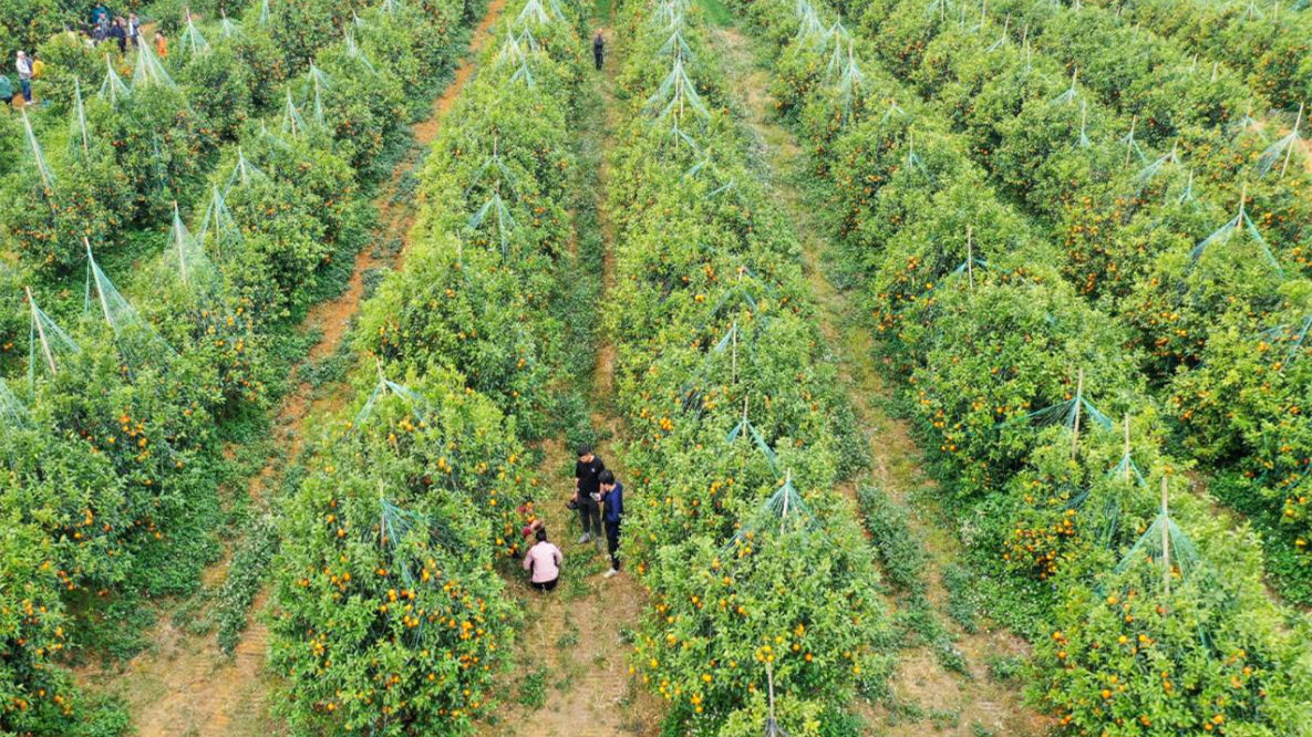 武鸣沃柑品牌升级之路壮乡文化为品牌赋能